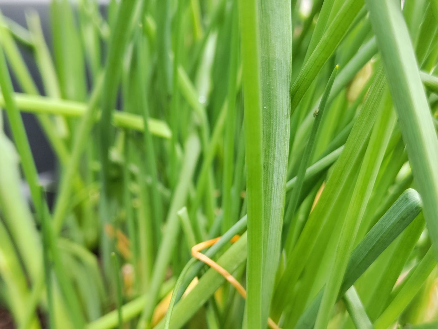 Xiaomi 12X review: dit zijn de plus- en minpunten