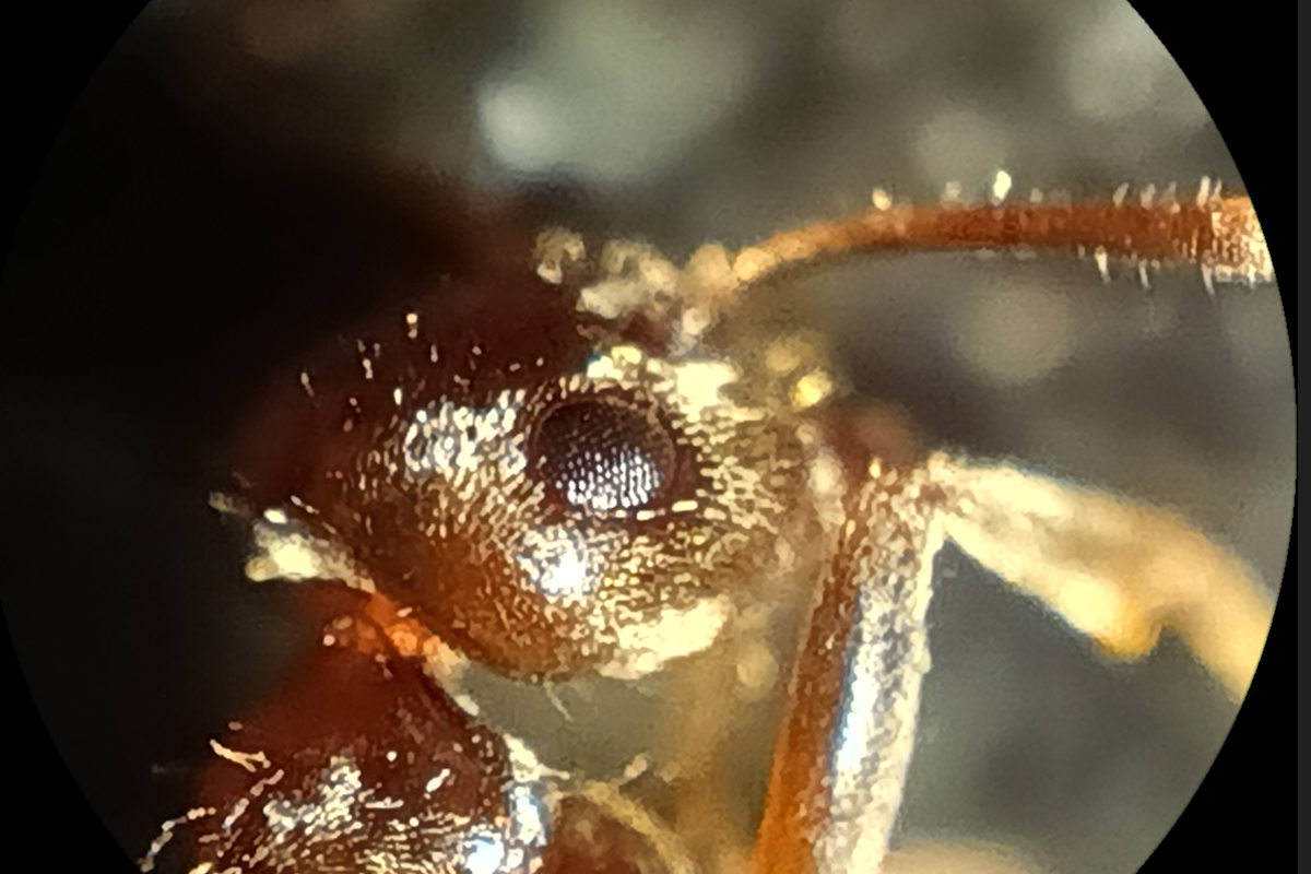 De microscoopcamera is een erg leuke gimmick (dit is een close-up van een dode mier)