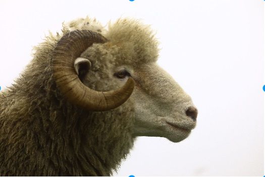 Bizar: Schaap vliegt 3 jaar in de bak na uitdelen van dodelijke kopstoot aan gepensioneerde vrouw