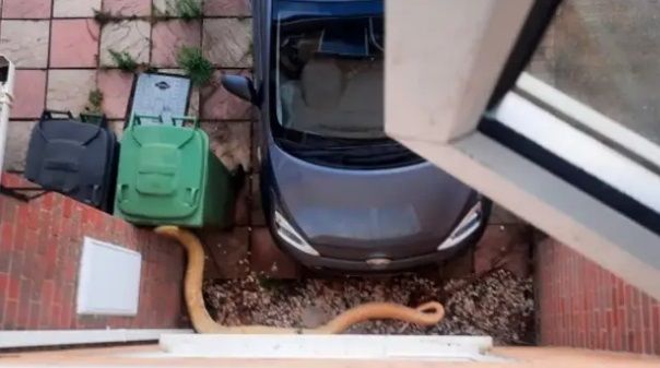Gezin én ganse buurt in shock nadat gigantische python via dak een huis probeert binnen te glippen