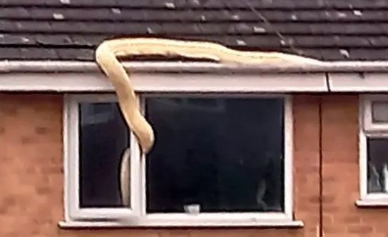 Gezin én ganse buurt in shock nadat gigantische python via dak een huis probeert binnen te glippen