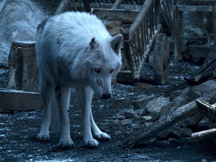 Techbedrijf investeert miljoenen in de terugkeer van de reuzenwolf uit 'Game of Thrones': slimme zet of groot gevaar?