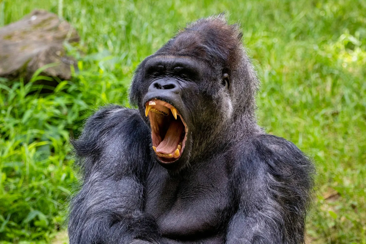 Na al de King Kong-heisa: experts voorspellen wie het gevecht zou winnen als 100 mannen het opnemen tegen 1 gorilla