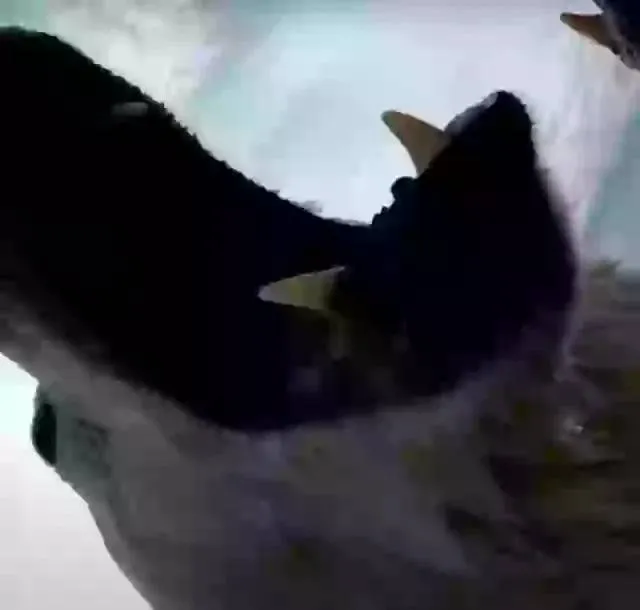 Wetenschappers bevestigden GoPro aan groep ijsberen en waren ongelooflijk geschrokken van wat ze zagen