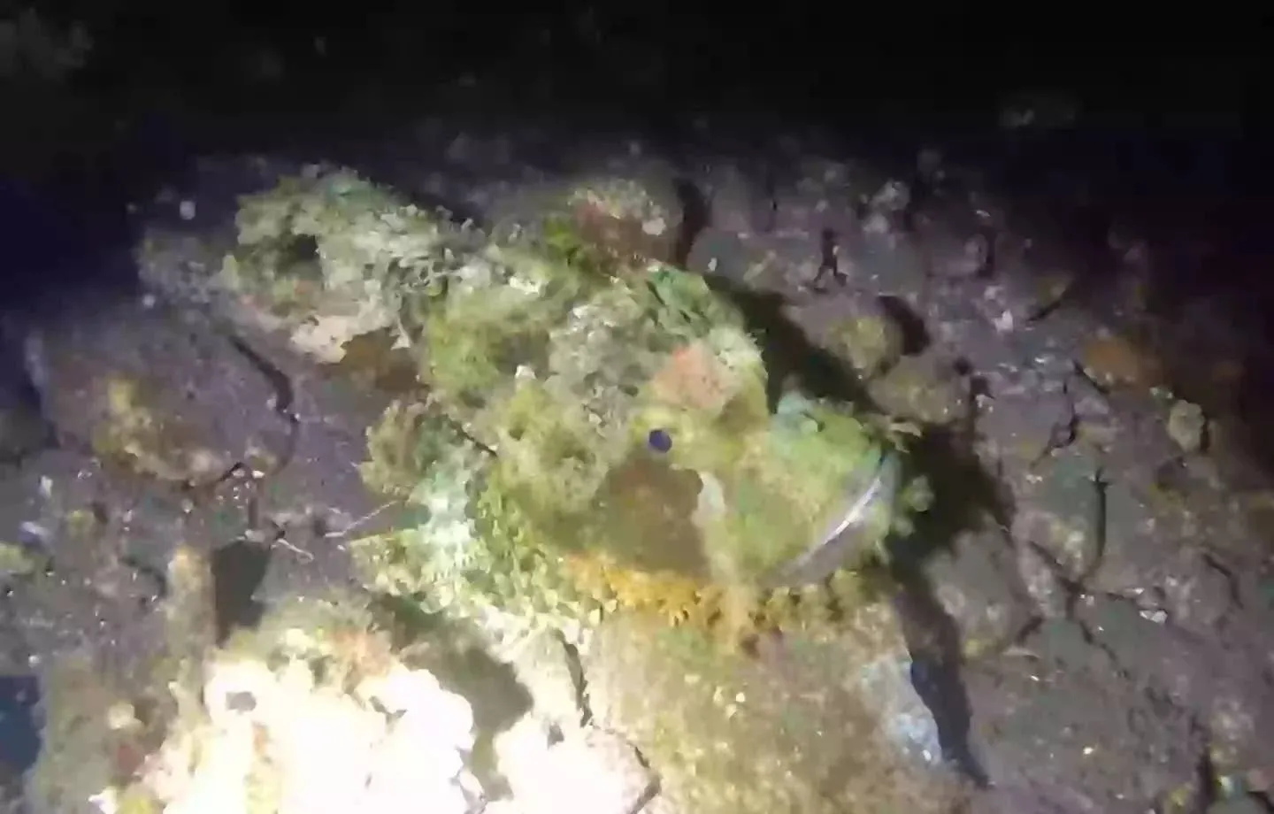 Duiker filmt ’s nachts op de zeebodem en de beelden jagen het internet de stuipen op het lijf