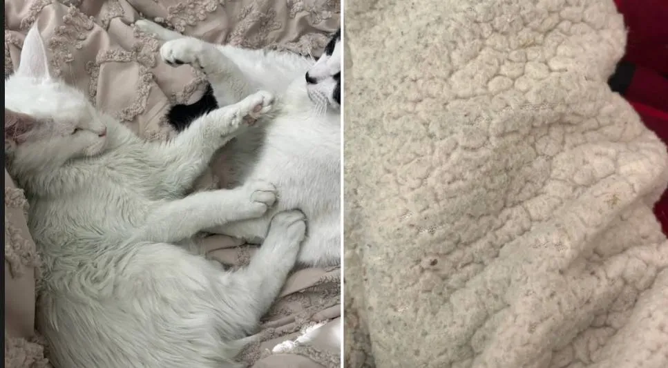 Vrouw ontdekt dat haar man vreemdgaat, nadat plots... alles in haar huis groen kleurt (zelfs de kat)