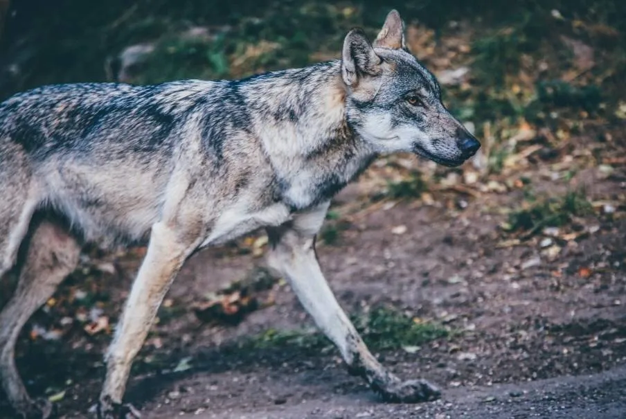 Straks nog meer zones 30? Vlaamse vereniging 'Welkom Wolf' wil extra snelheidsbeperkingen om wolven te beschermen