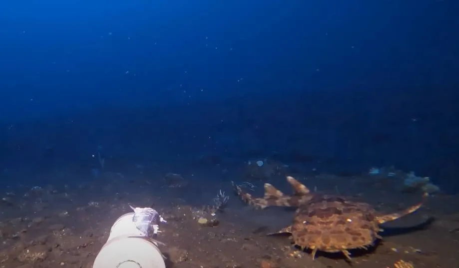 Man laat camera op de zeebodem zakken en filmt angstaanjagend roofdier dat haaien kan verslinden