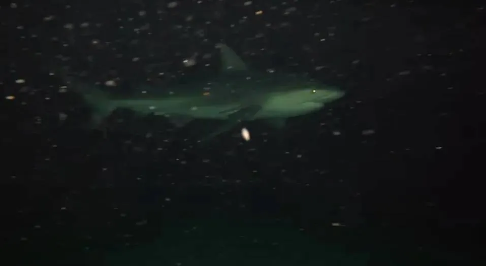 Man laat tijdens cruise GoPro in zee zakken: dit schuilt er 's nachts écht onder zo'n boot...