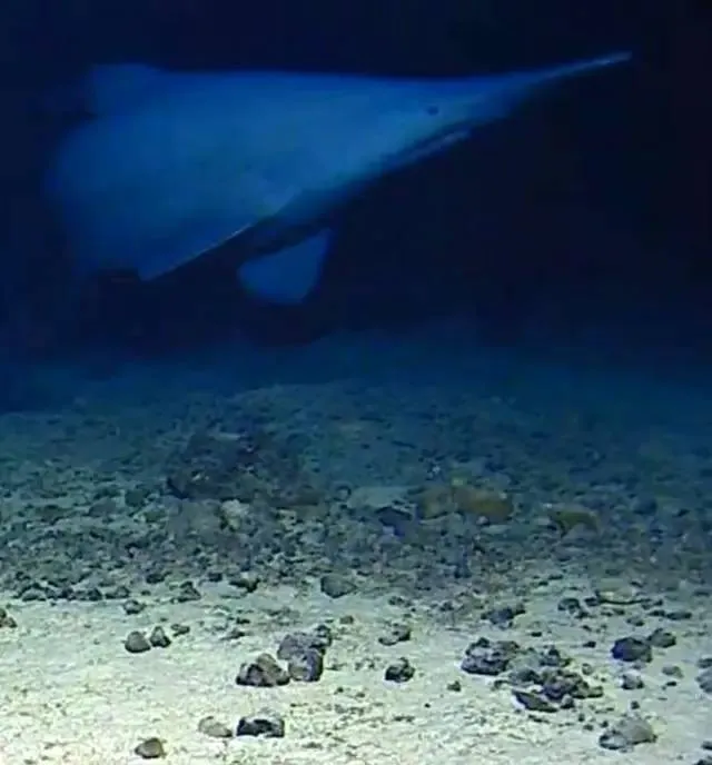 goblin-shark