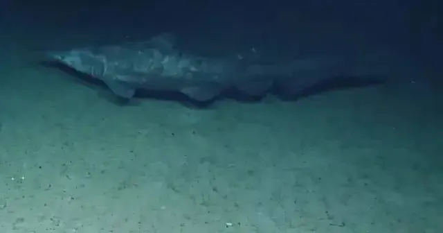goblin_shark_sighting