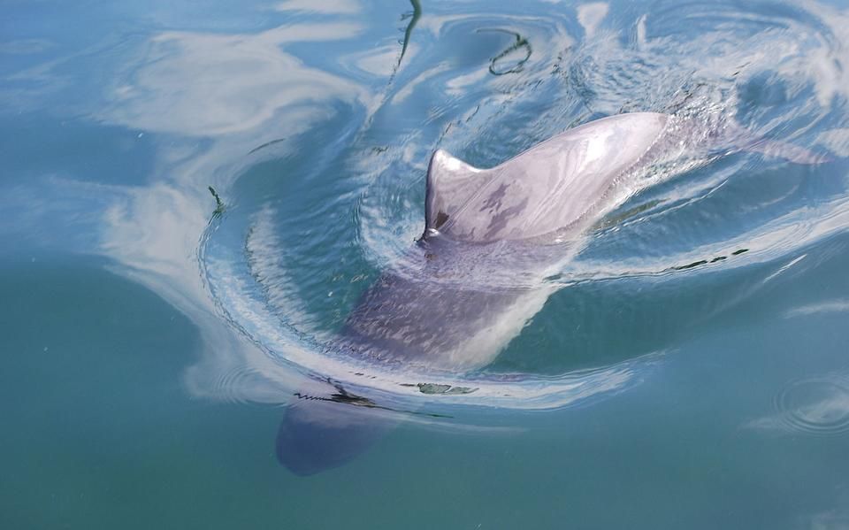 A dolphin swimming in the ocean