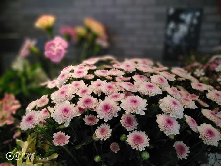 Lenovo Z5 Camera Capabilities Shown via Amazing Photo Samples
