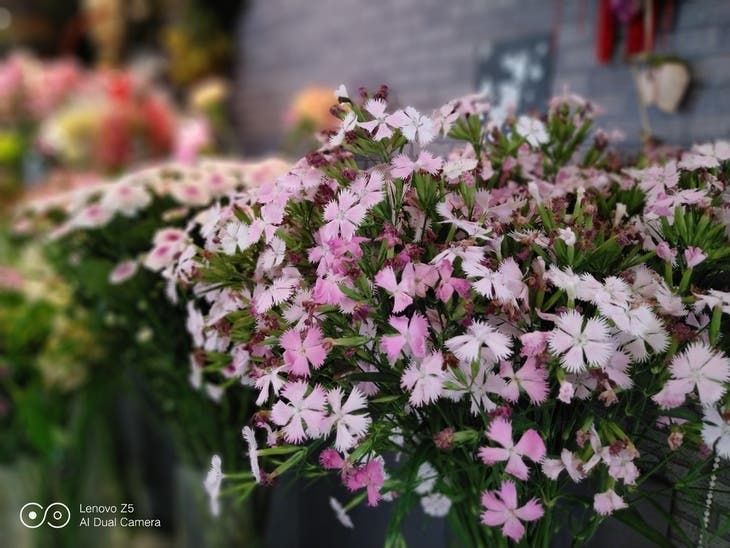 Lenovo Z5 Camera Capabilities Shown via Amazing Photo Samples