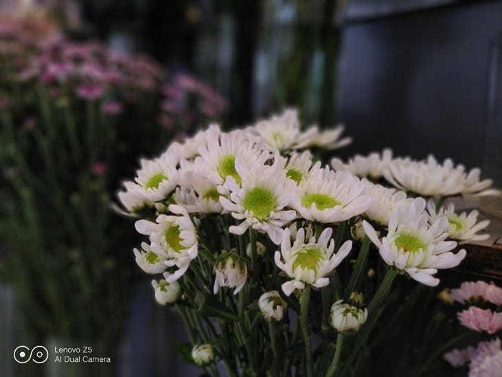 Lenovo Z5 Camera Capabilities Shown via Amazing Photo Samples
