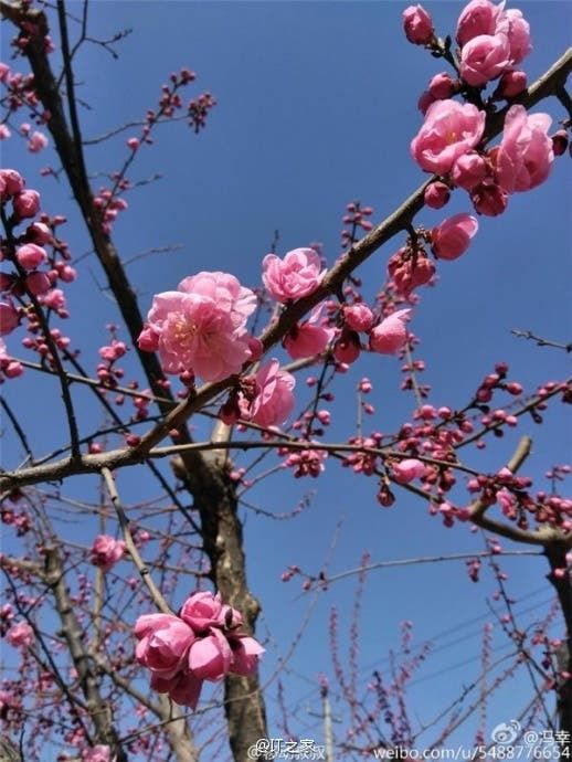 LeEco VP shares camera sample from the Le 2