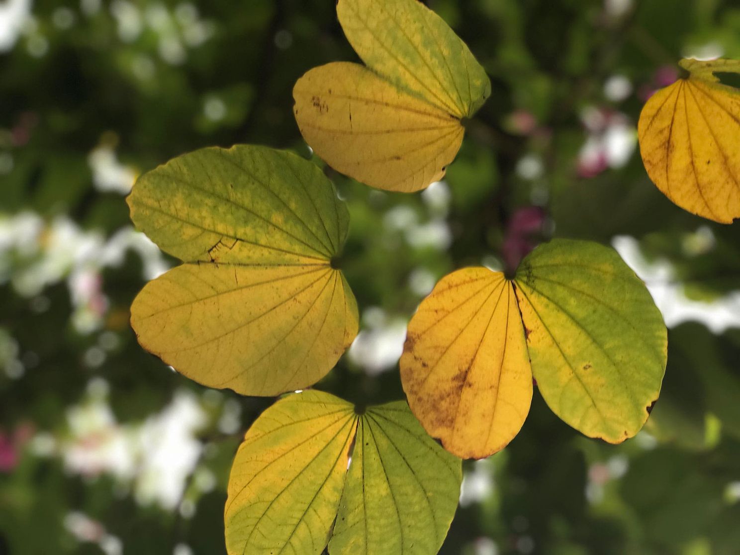Ulefone Gemini Dual Camera Photo Samples