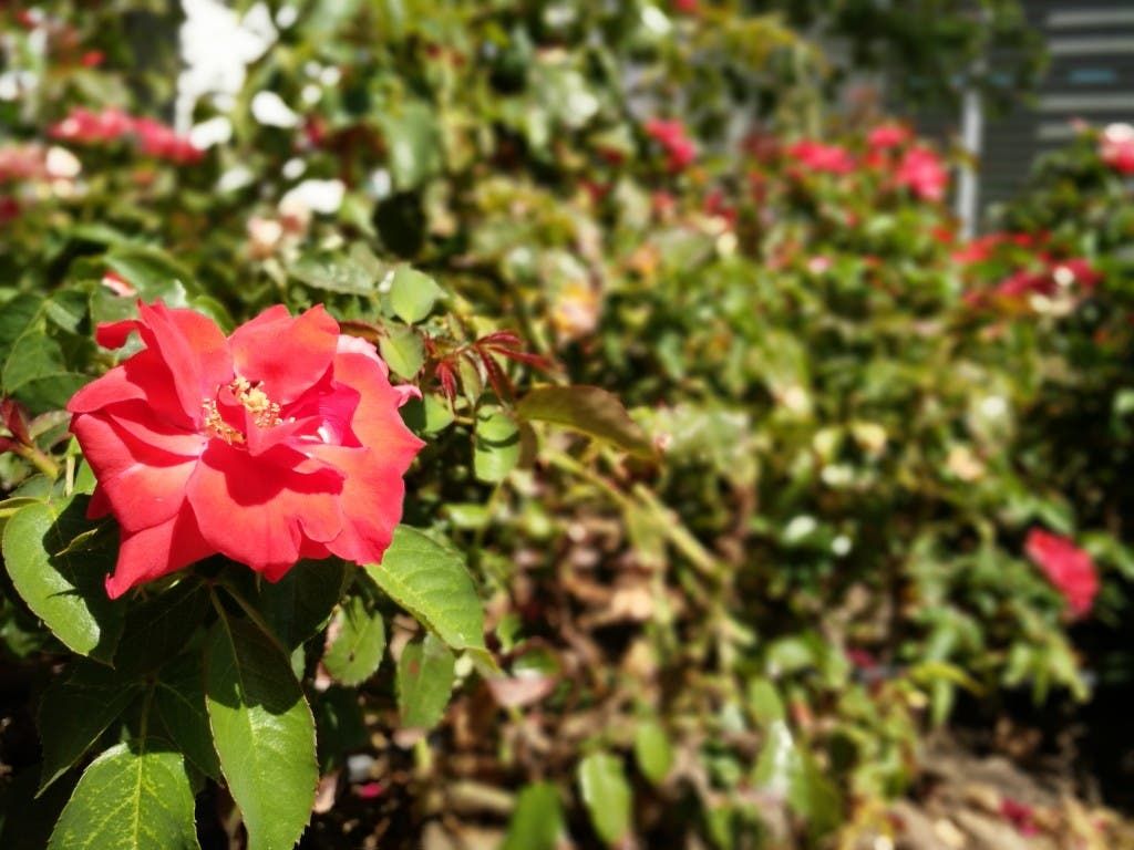 Vivo X5 Pro Review: Beautiful to behold not great to live with