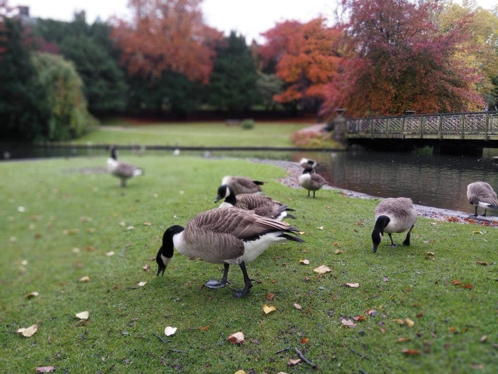 Xiaomi Redmi Pro Photo Samples