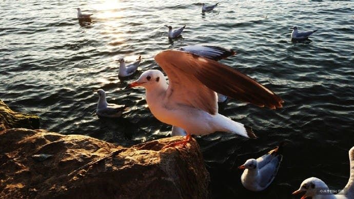 Xiaomi Mi5C Antutu And Camera Samples