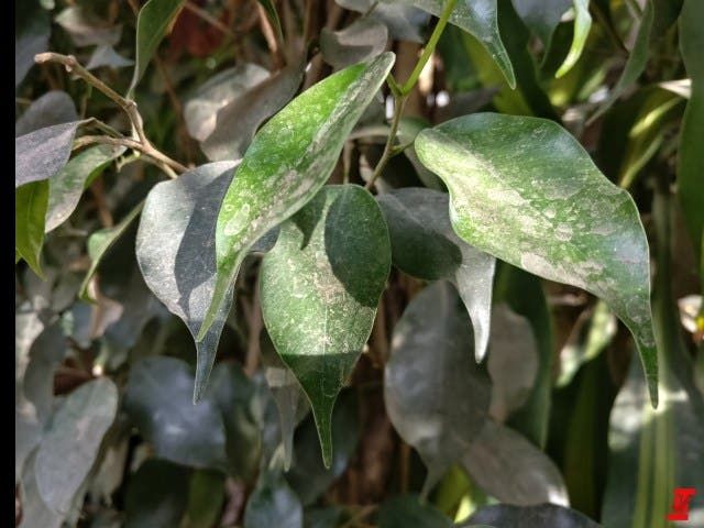 OnePlus 5 Camera Samples Leaked