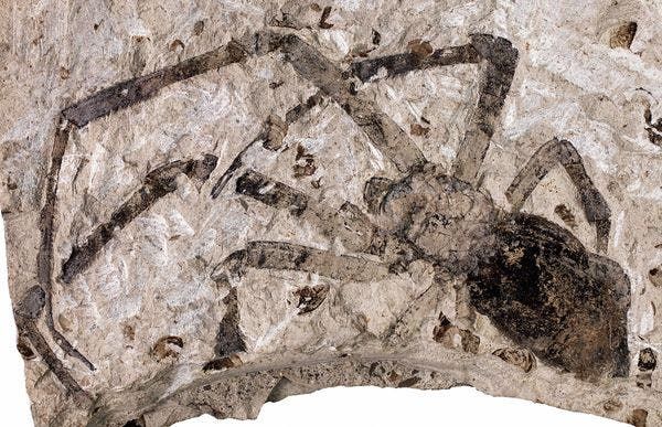 Biggest Fossilized Spider Discovered in China