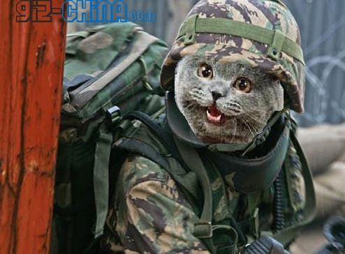China Unleashes Cat Army on Rodent Invaders!
