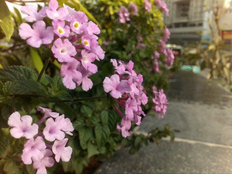 Which 5 Mega-pixel Smart Phone Took These Photos?