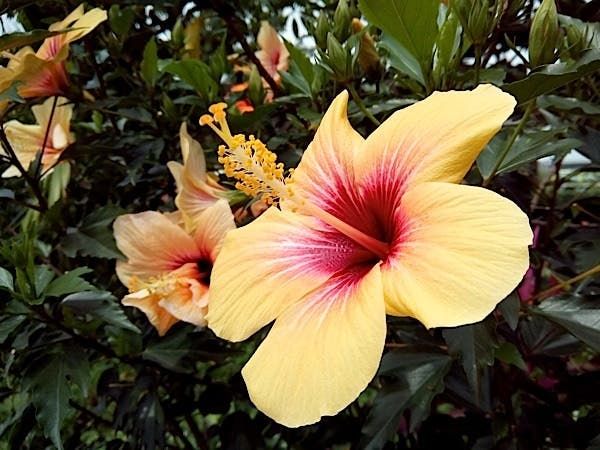 JiaYu G4 sample photos