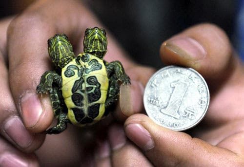 2 Headed Baby Turtle Shows Off His Tattooed Chest