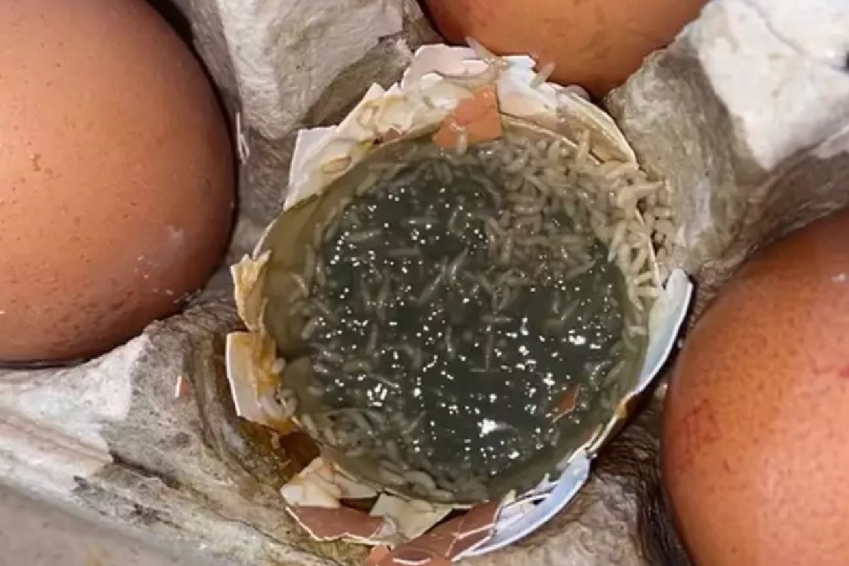 Vrouw doet afschuwelijke ontdekking na aankoop van eierdoosje bij de Aldi