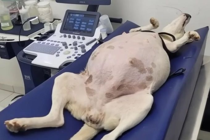 Hond die 9 weken zwanger is wordt gedumpt bij het asiel, bevalt daarna van 14 prachtige puppy's
