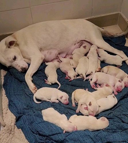 Hond die 9 weken zwanger is wordt gedumpt bij het asiel, bevalt daarna van 14 prachtige puppy's