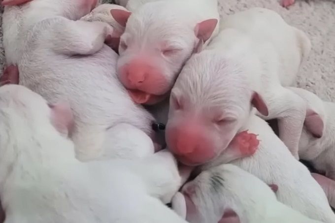 Hond die 9 weken zwanger is wordt gedumpt bij het asiel, bevalt daarna van 14 prachtige puppy's