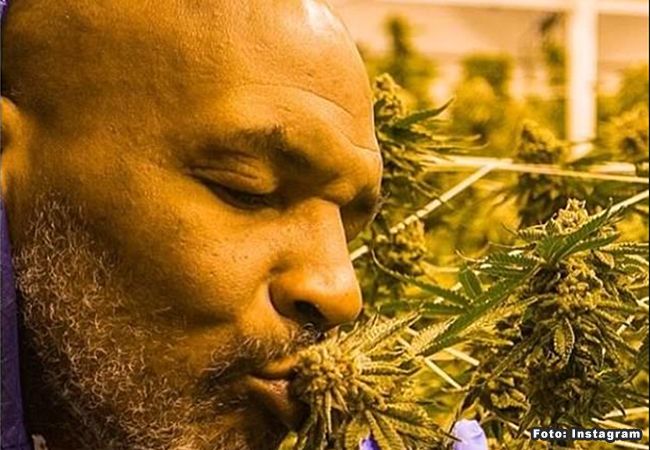 Bokslegende Mike Tyson rookt elke week $ 40.000 aan wiet op