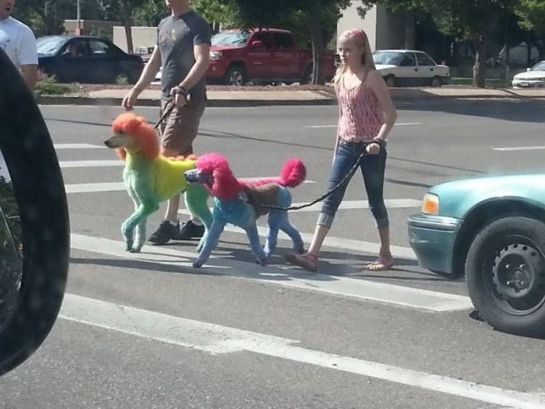 Gewoon een verzameling hilarische foto's #1487