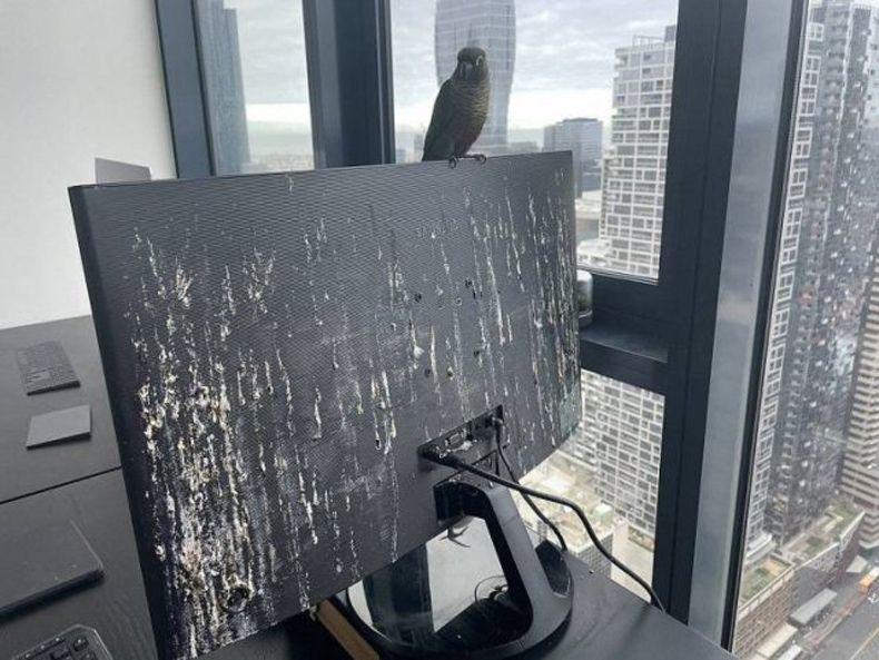 Gewoon een verzameling hilarische foto's #1487