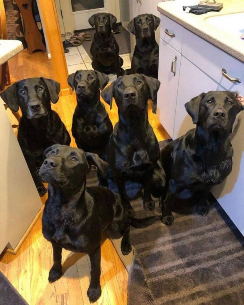 Gewoon een verzameling hilarische foto's #1487