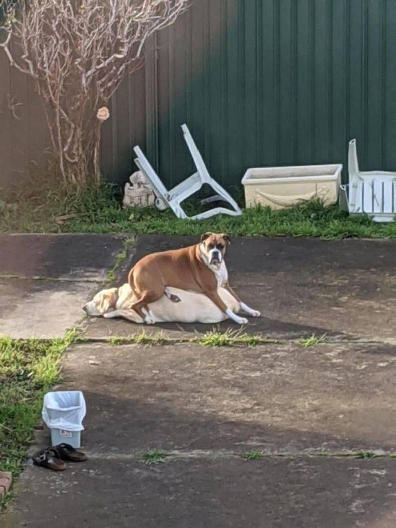 Gewoon een verzameling hilarische foto's #1409