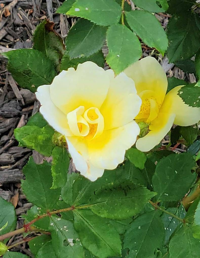 Gewoon een verzameling hilarische foto's #1440