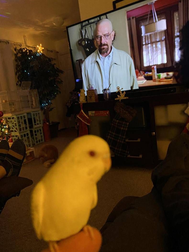 Gewoon een verzameling hilarische foto's #1389