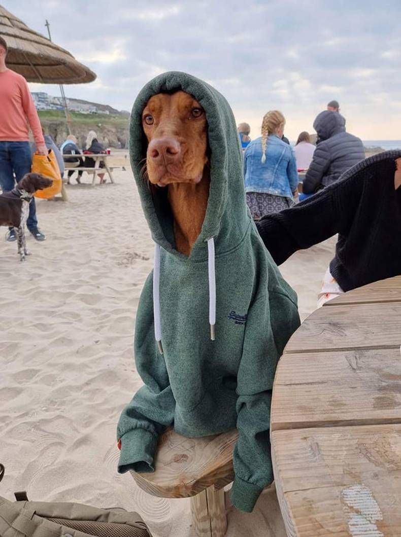 Gewoon een verzameling hilarische foto's #1432