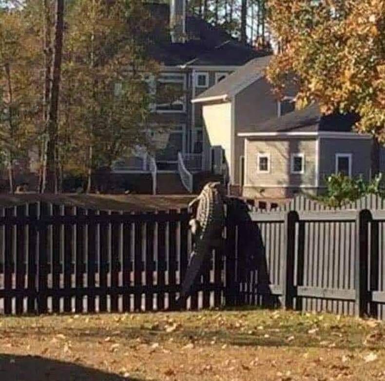 Gewoon een verzameling hilarische foto's #1420