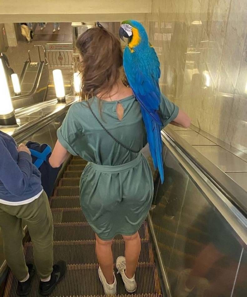 Gewoon een verzameling hilarische foto’s #1464