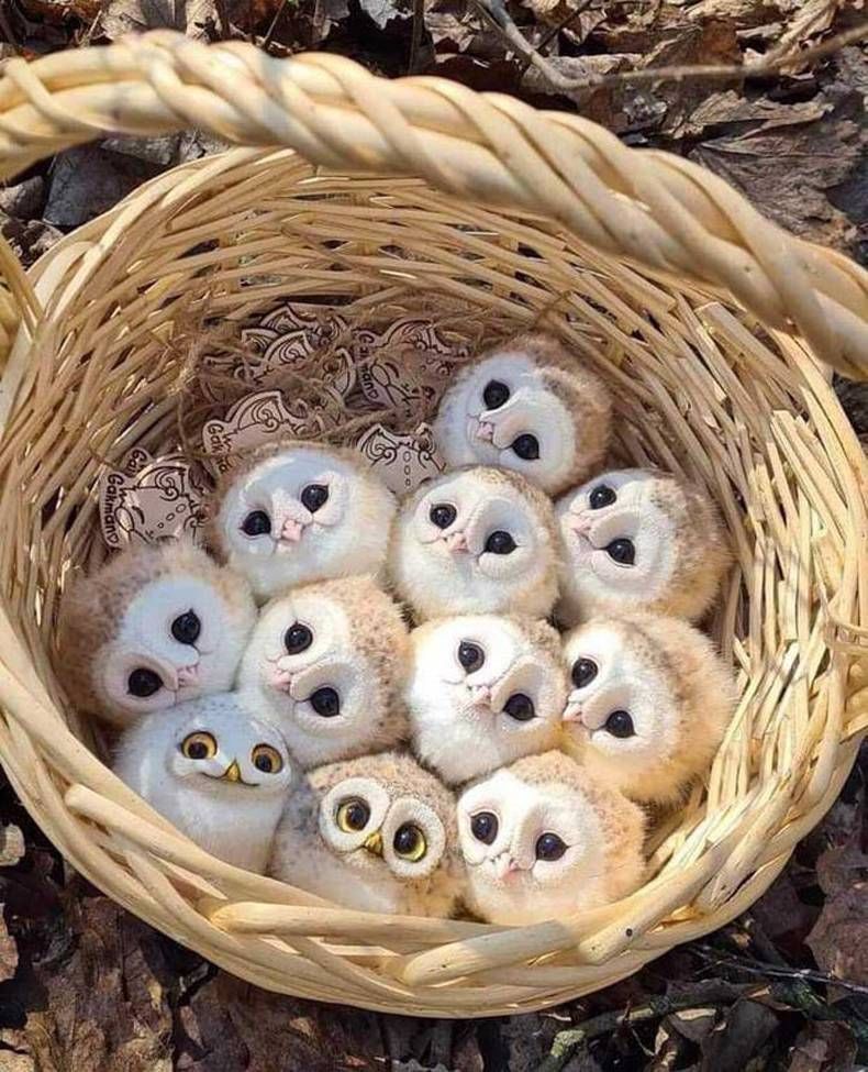 Gewoon een verzameling hilarische foto's #1468