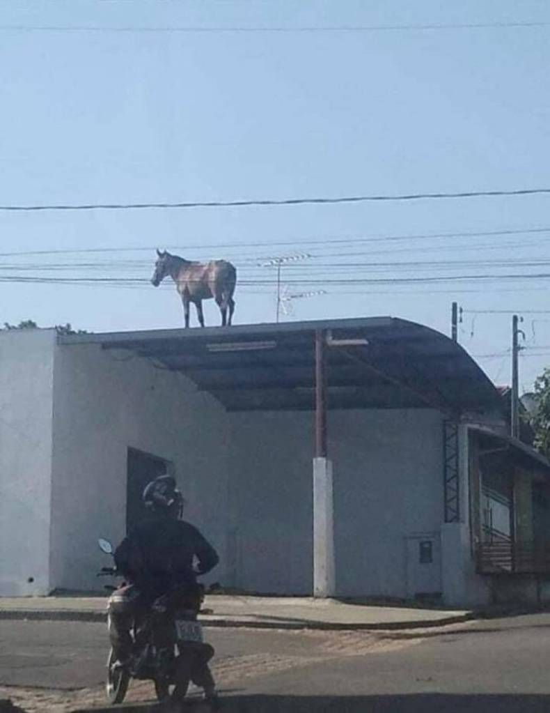 Gewoon een verzameling hilarische foto's #1469