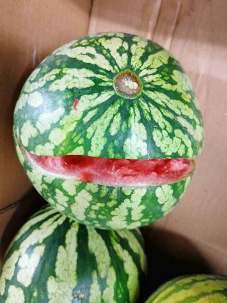 Gewoon een verzameling hilarische foto's #1458