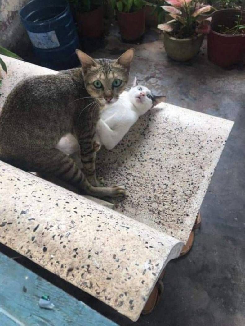 Gewoon een verzameling hilarische foto's #1420