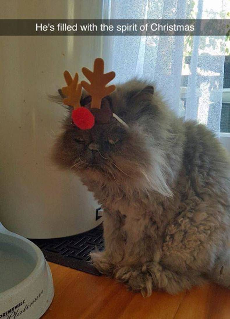 Gewoon een verzameling hilarische foto's #1383