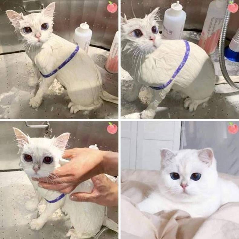 Gewoon een verzameling hilarische foto's #1420